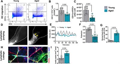 Structural and Functional Changes in Aged Skin Lymphatic Vessels